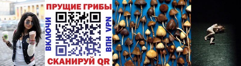Псилоцибиновые грибы GOLDEN TEACHER  Бирск 